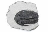 Detailed Hollardops Trilobite Fossil - Ofaten, Morocco #381250-3